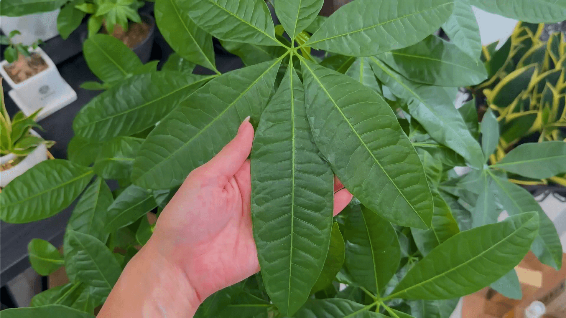観葉植物を元気に育てるなら栄養剤