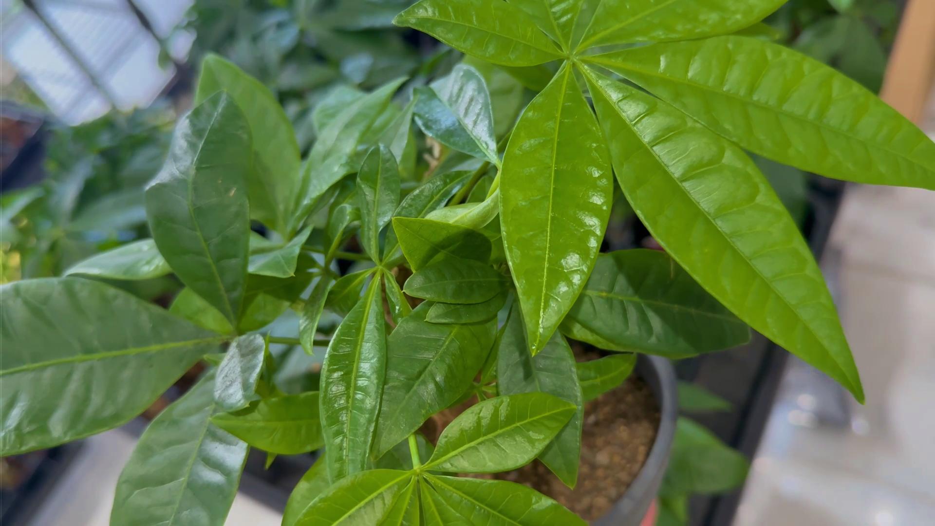 栄養剤を使い分けて観葉植物を元気に育てよう