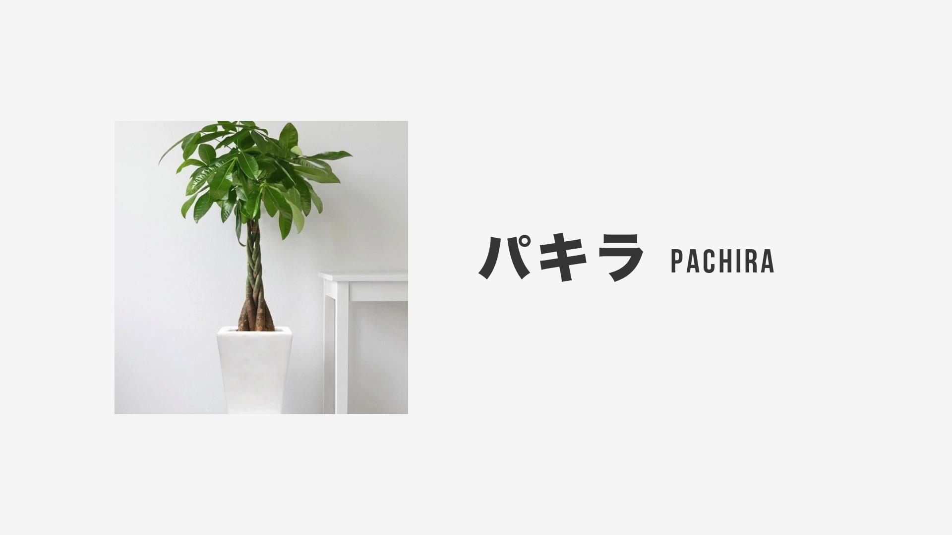 パキラ