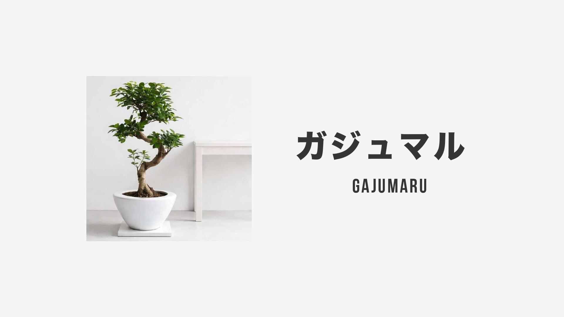 ガジュマル