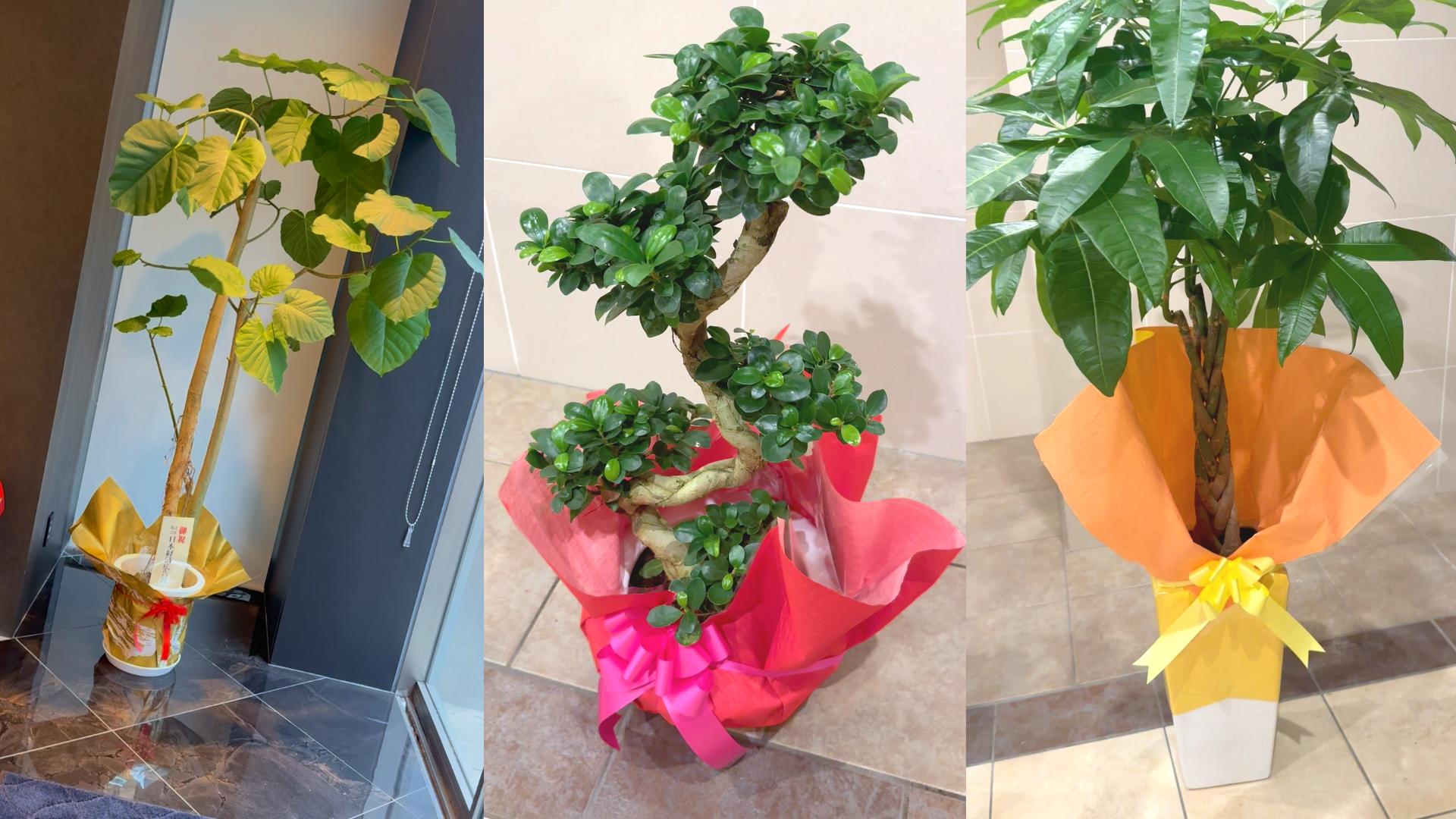 開店祝いにおすすめの観葉植物3選