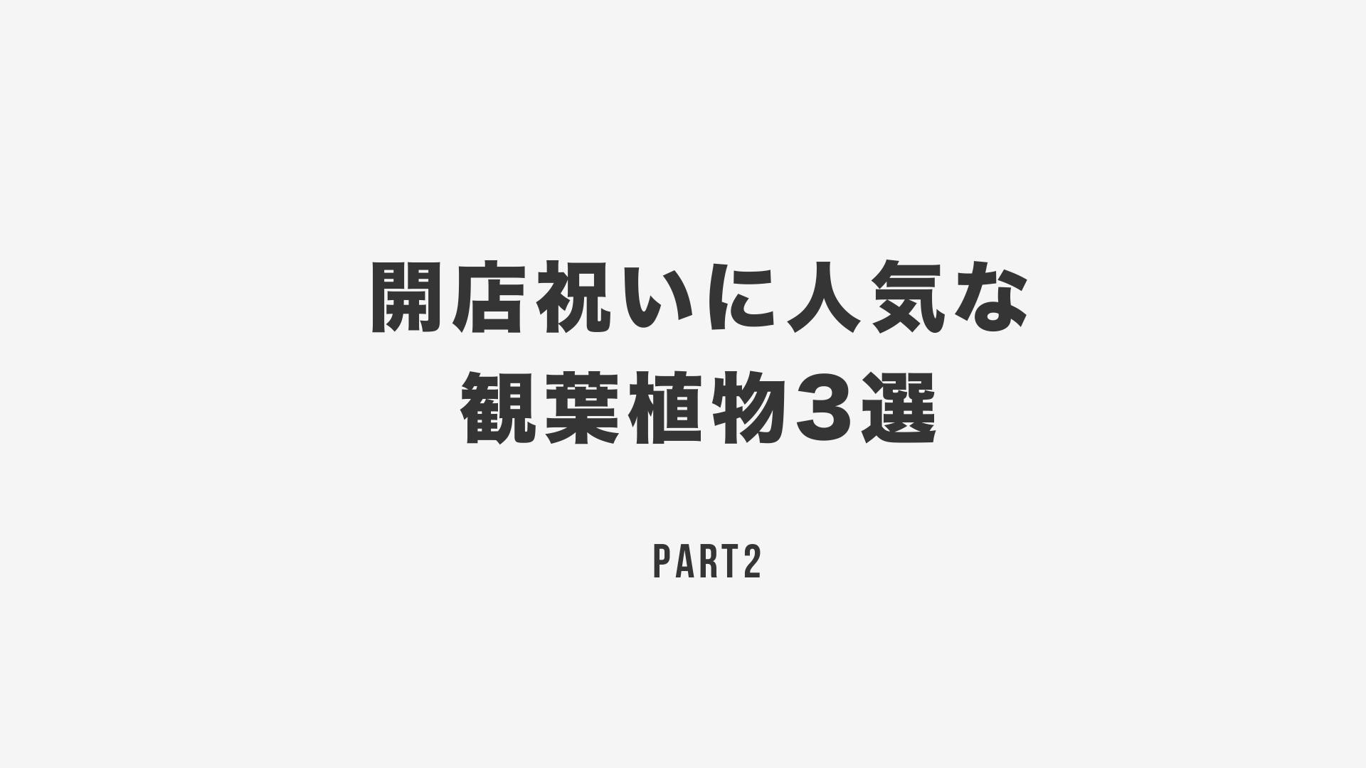 開店祝いに人気な観葉植物3選