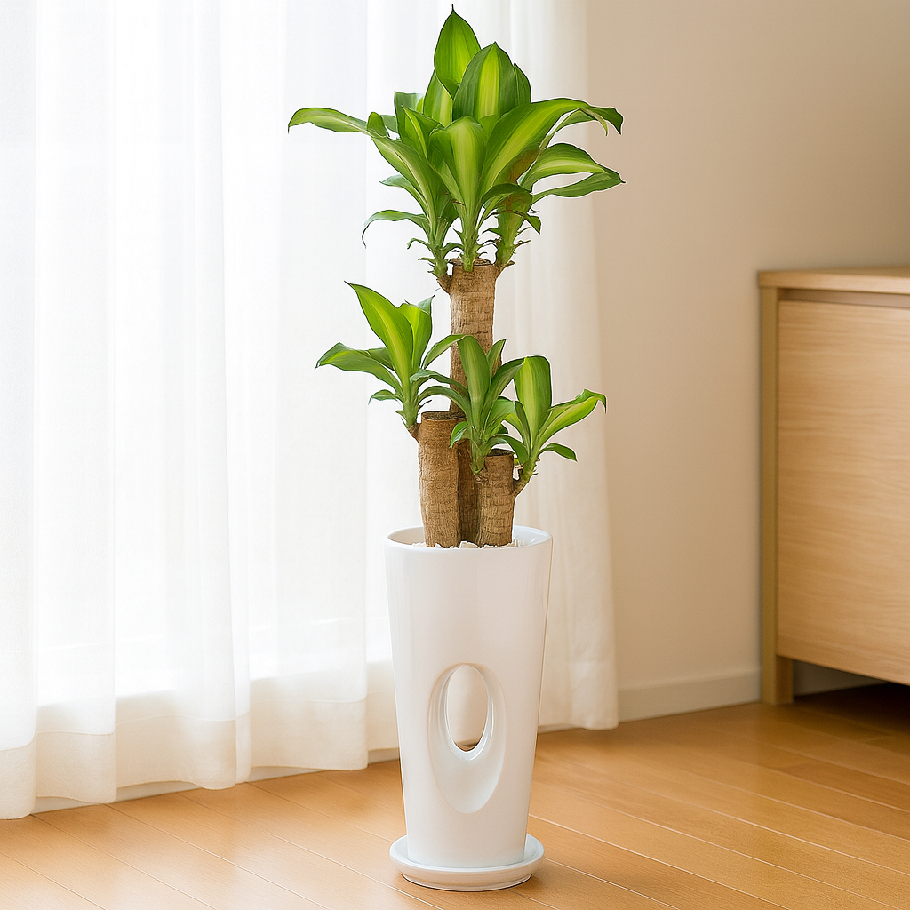 ドラセマッサンお洒落な白陶器2