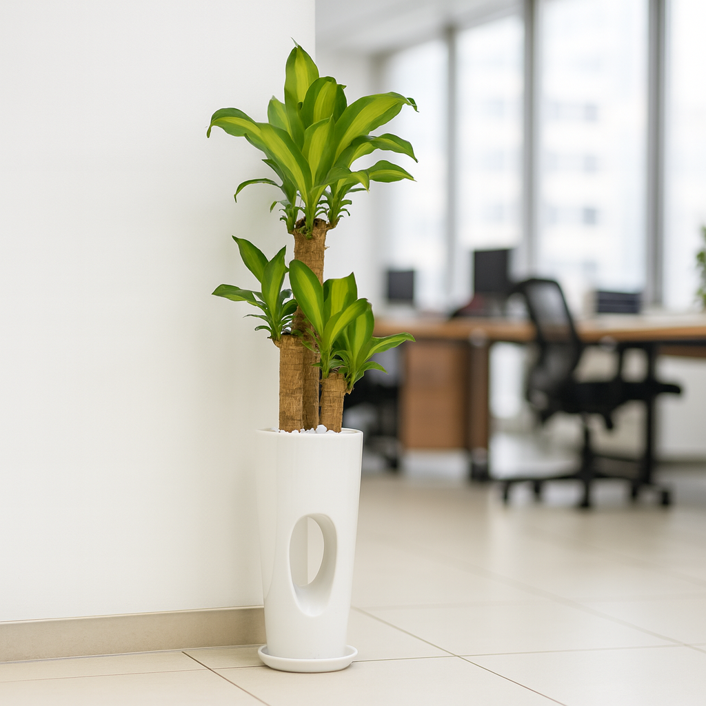 ドラセマッサンお洒落な白陶器4