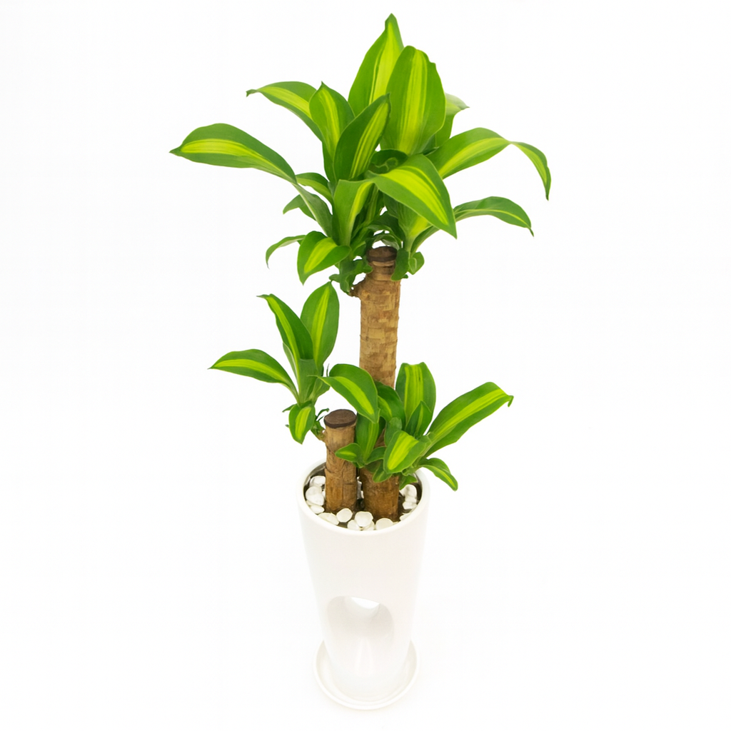 ドラセマッサンお洒落な白陶器5