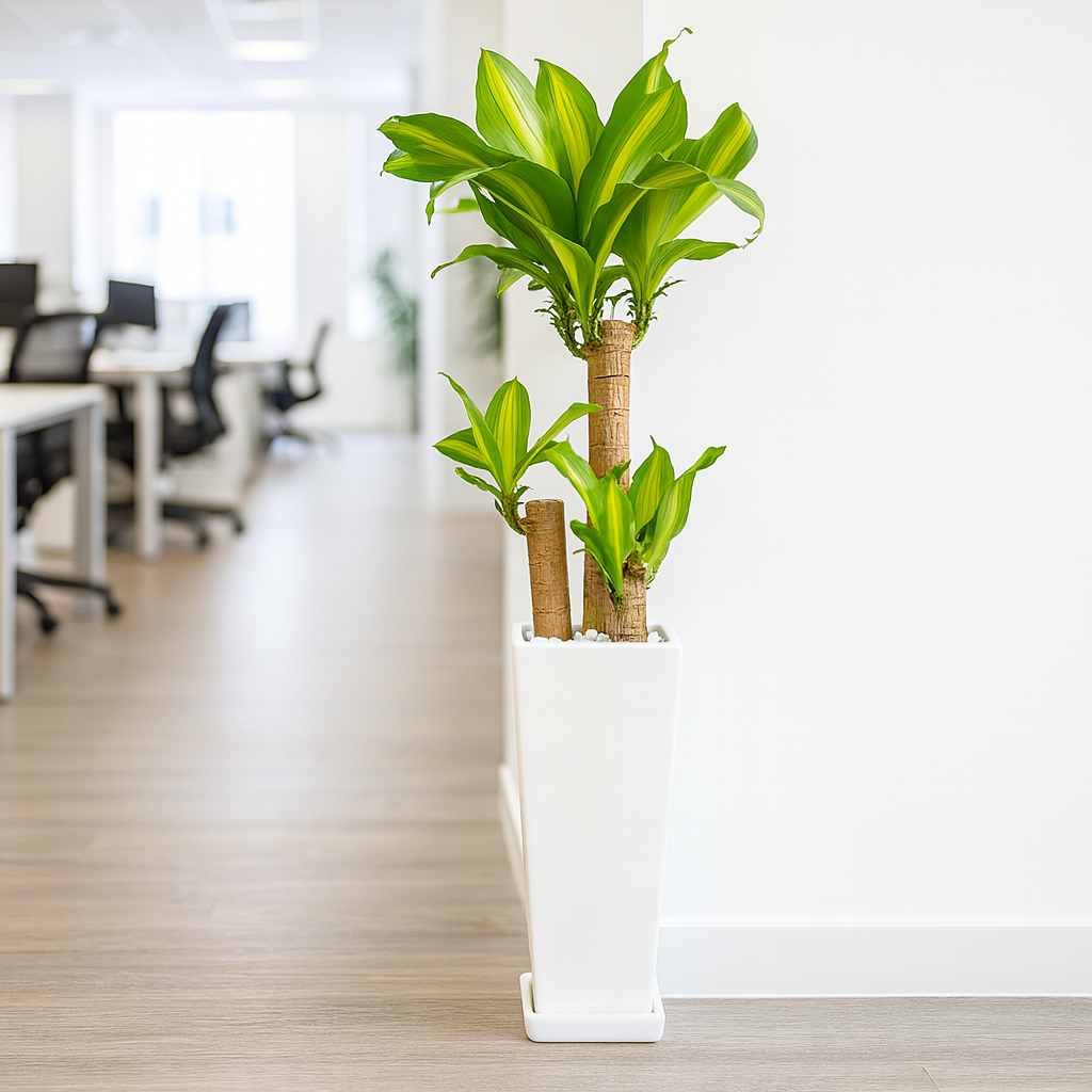 ドラセナマッサン白陶器4