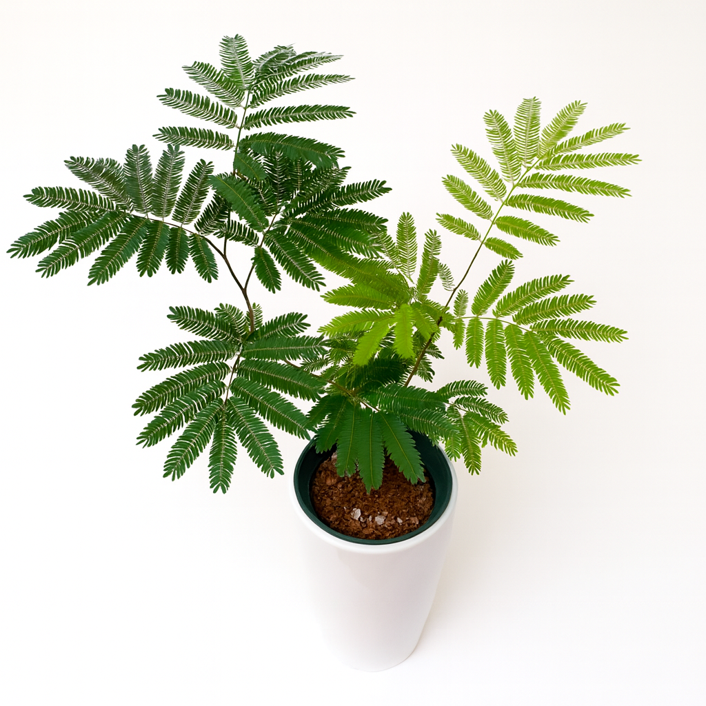 エバーフレッシュ白の長丸陶器5