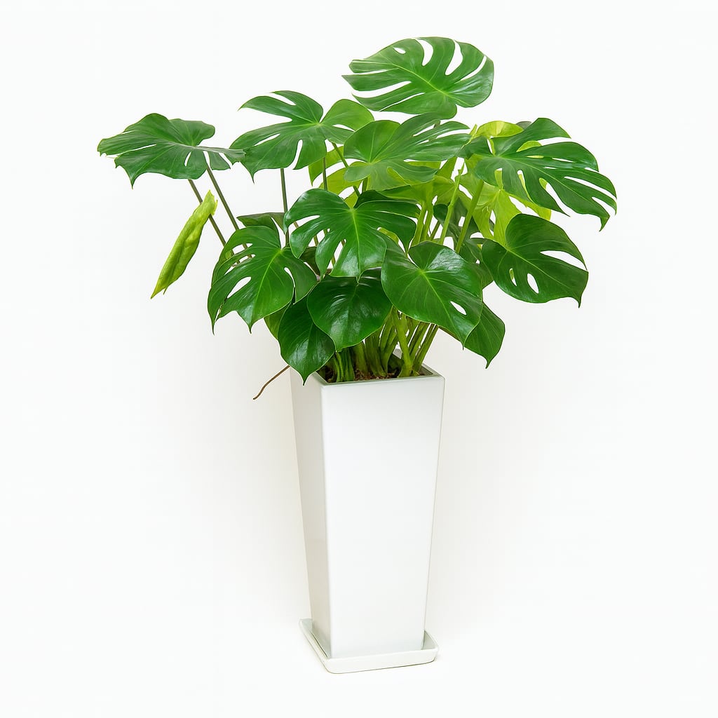 モンステラ白の長角陶器