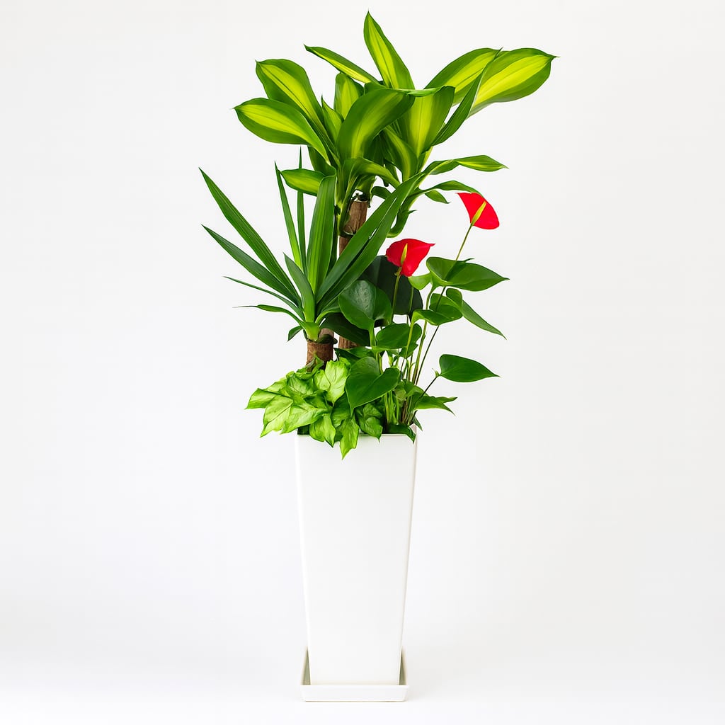 観葉植物の寄せ植え7号