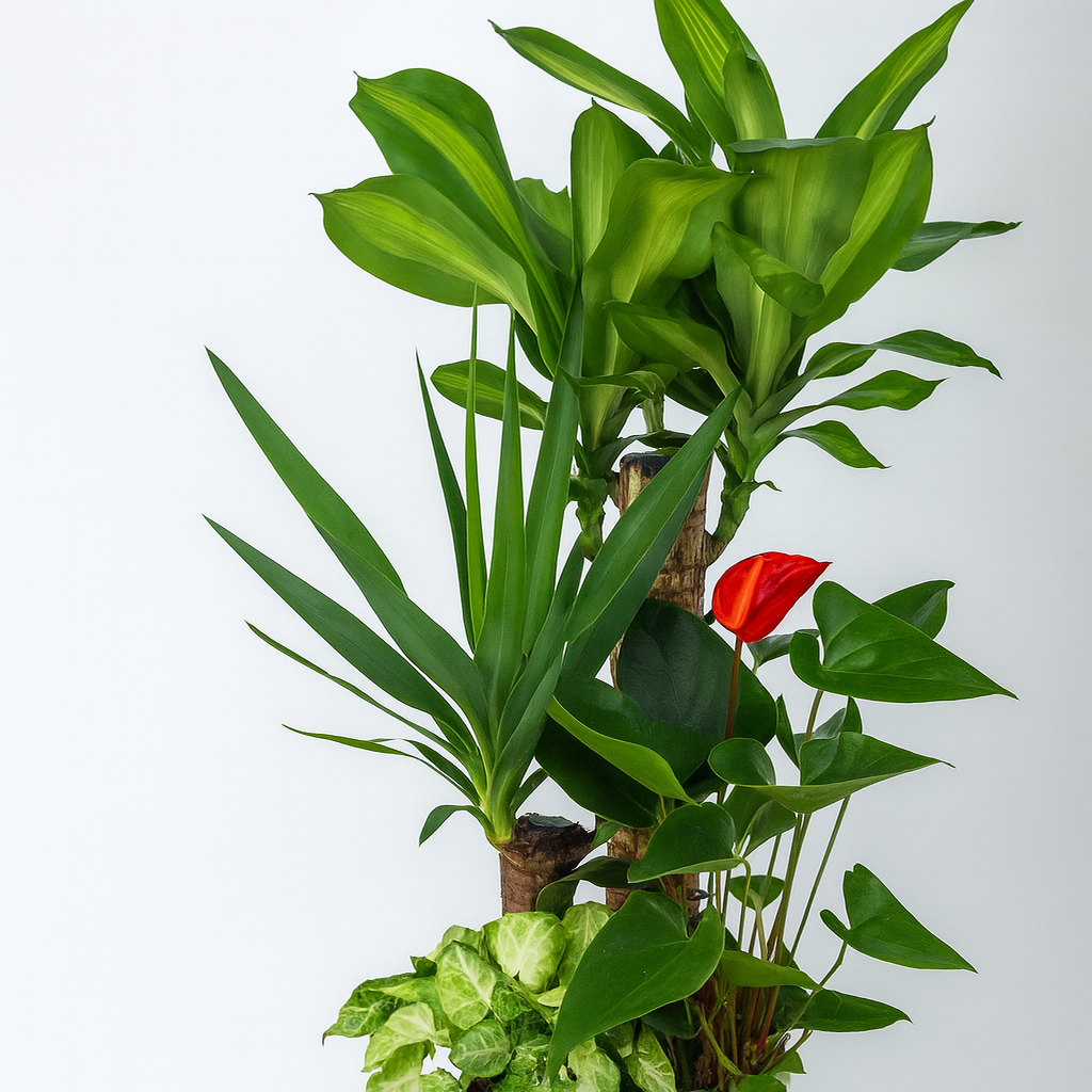 観葉植物の寄せ植え７号サイズ5