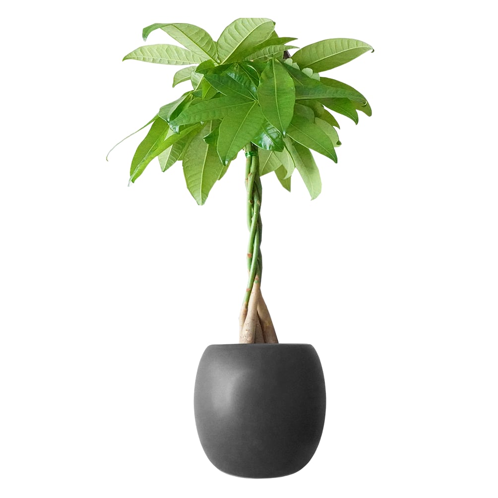 ねじりパキラ黒の丸陶器