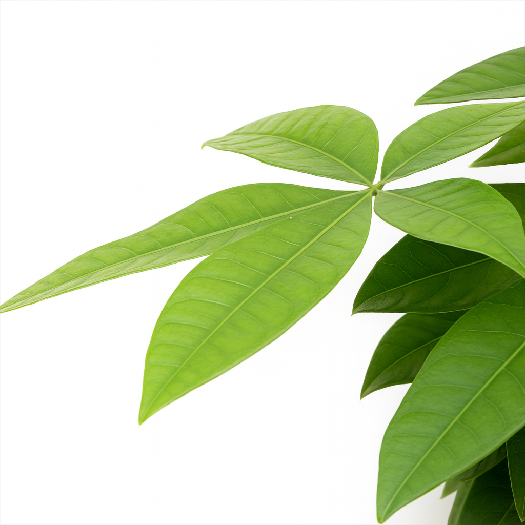 ねじりパキラ黒の丸陶器5