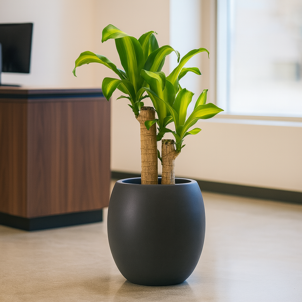 ドラセナマッサン黒の丸陶器3