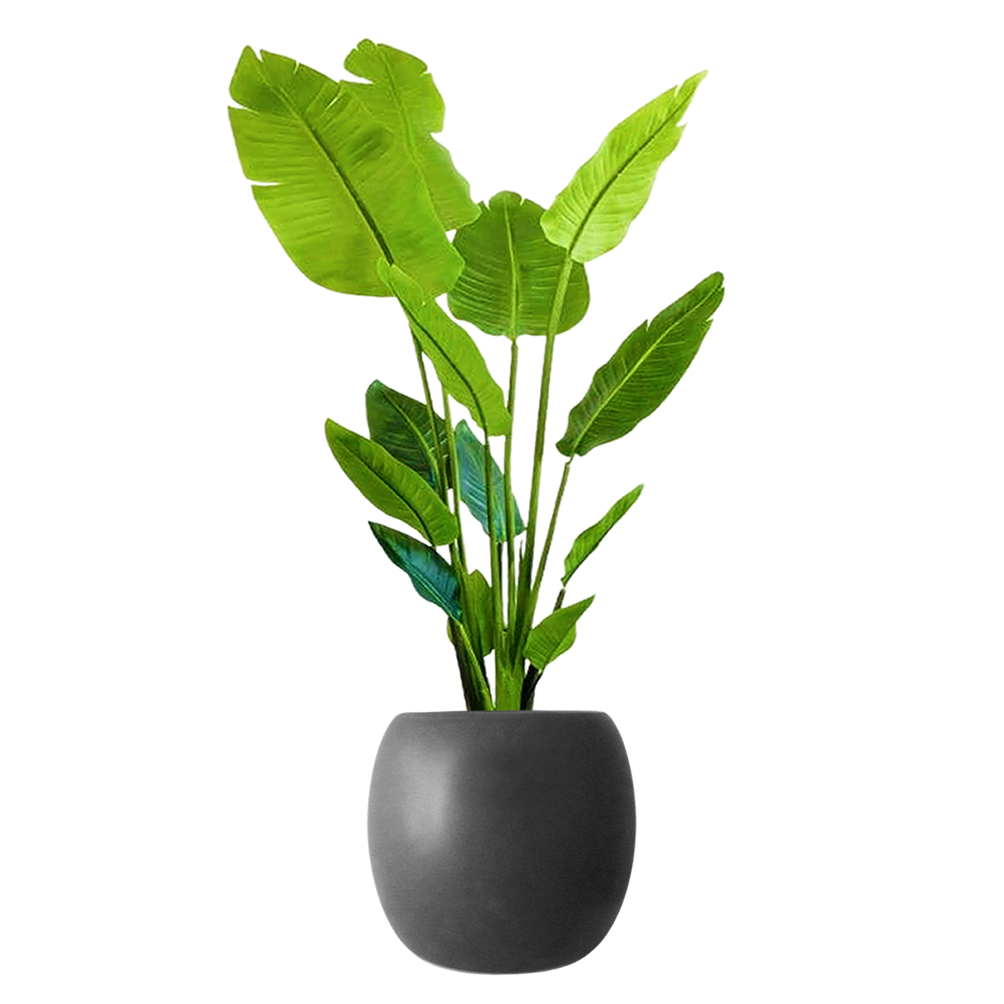 ストレリチア黒の丸陶器