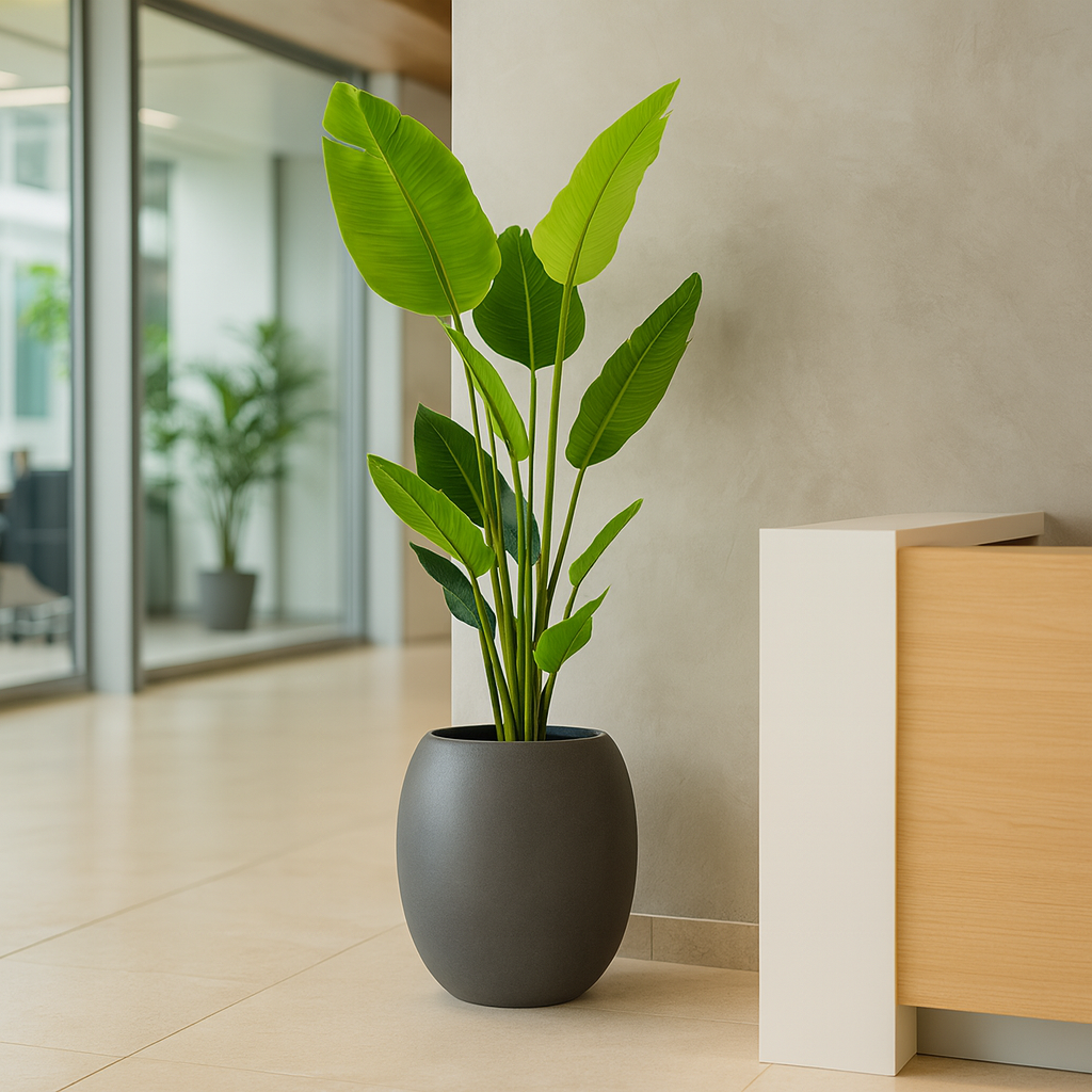 ストレリチア黒の丸陶器3