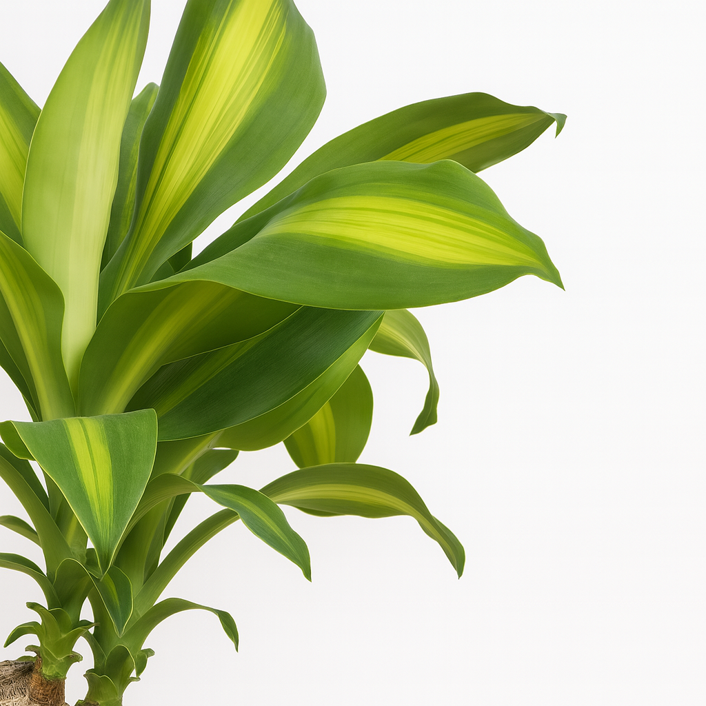 ドラセナマッサン平鉢陶器5