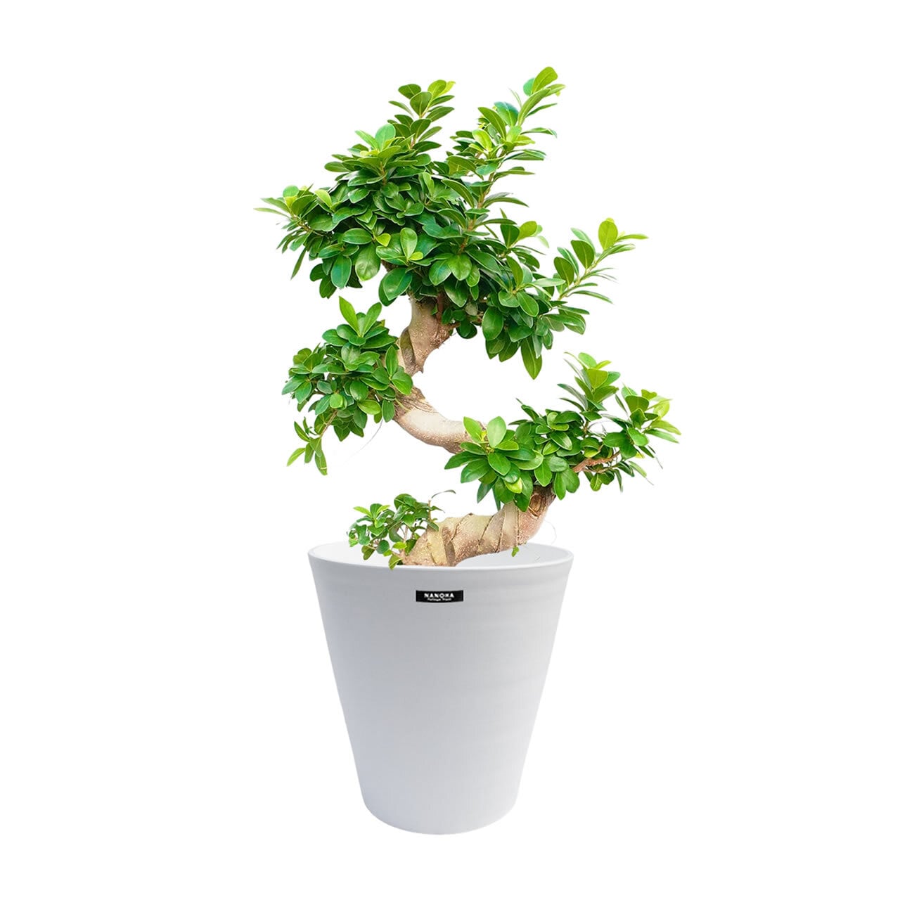 盆栽ガジュマル