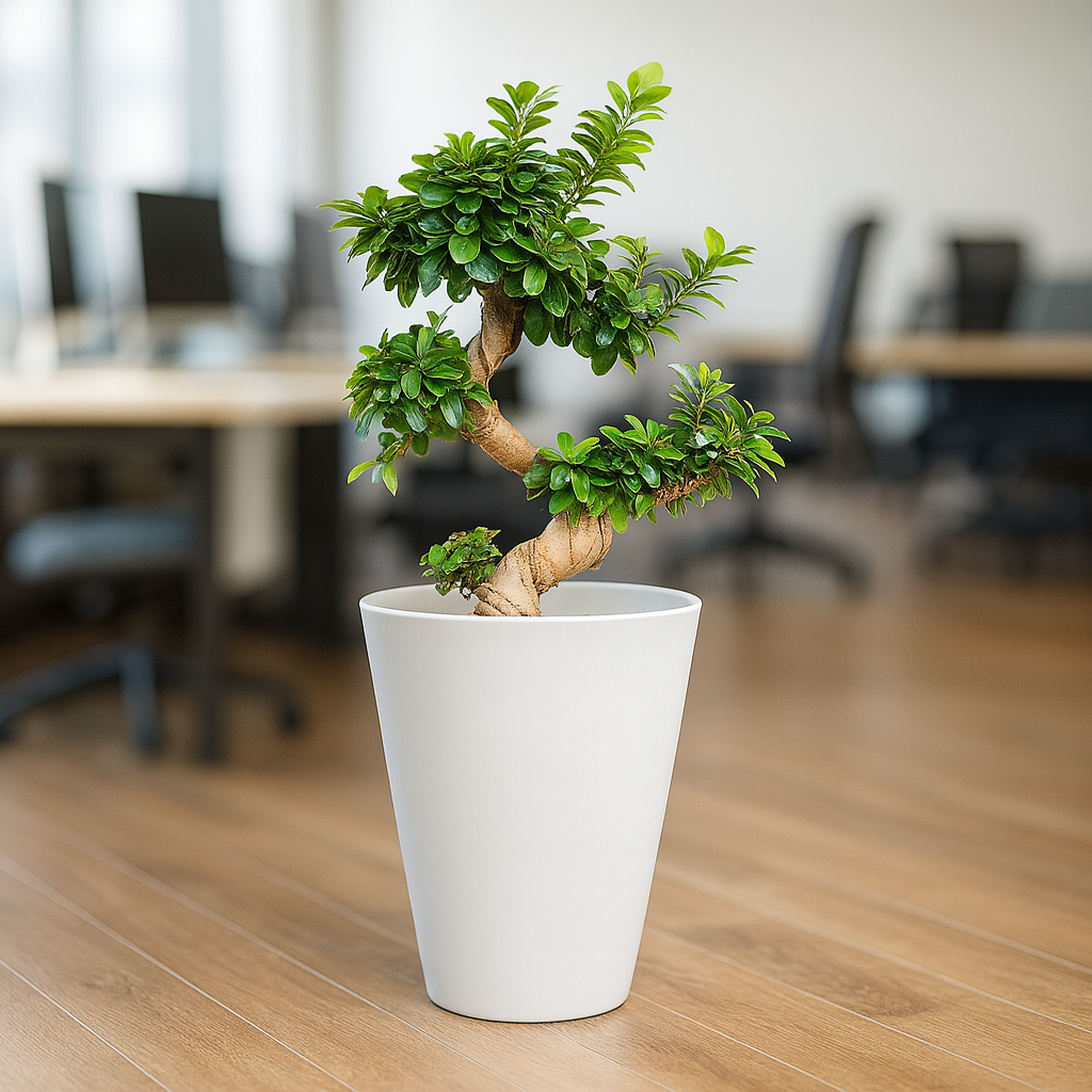 盆栽ガジュマルS字曲がり4