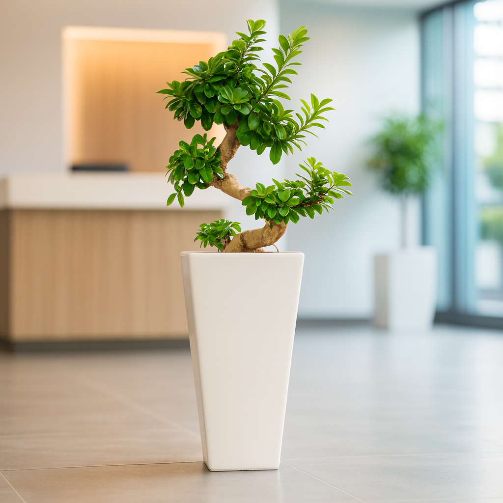 ガジュマルS字曲がり白陶器3