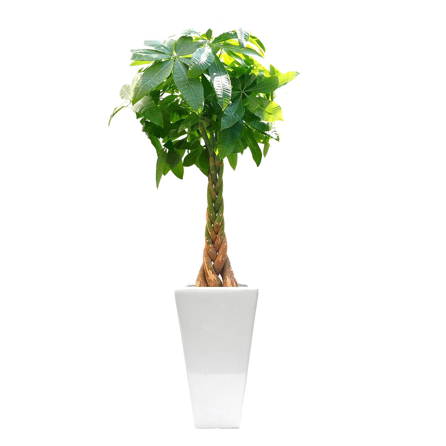 ねじりパキラ白陶器